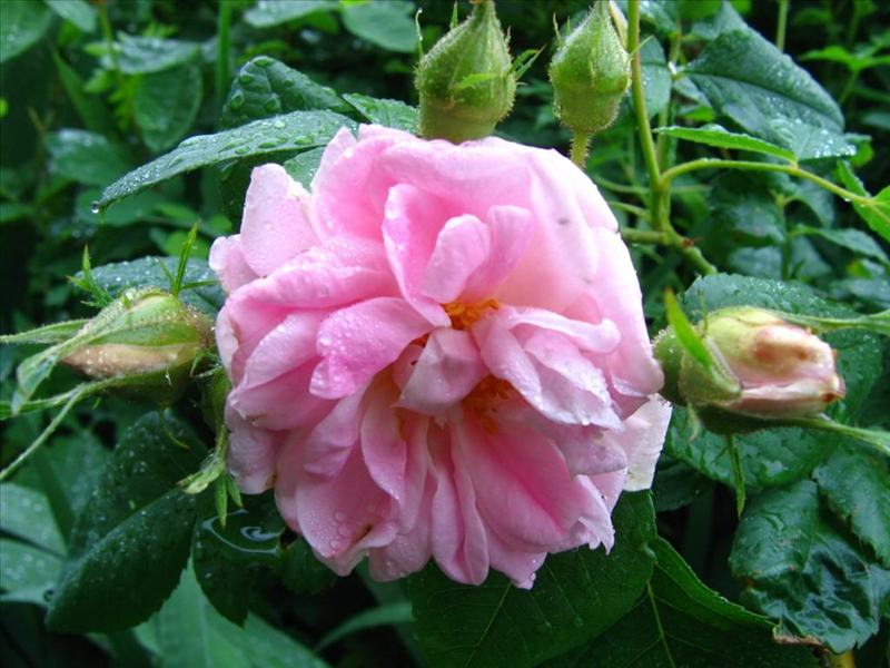 nature_046.JPG